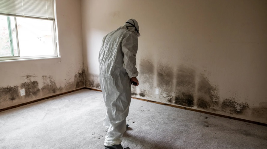 Mold Remediation