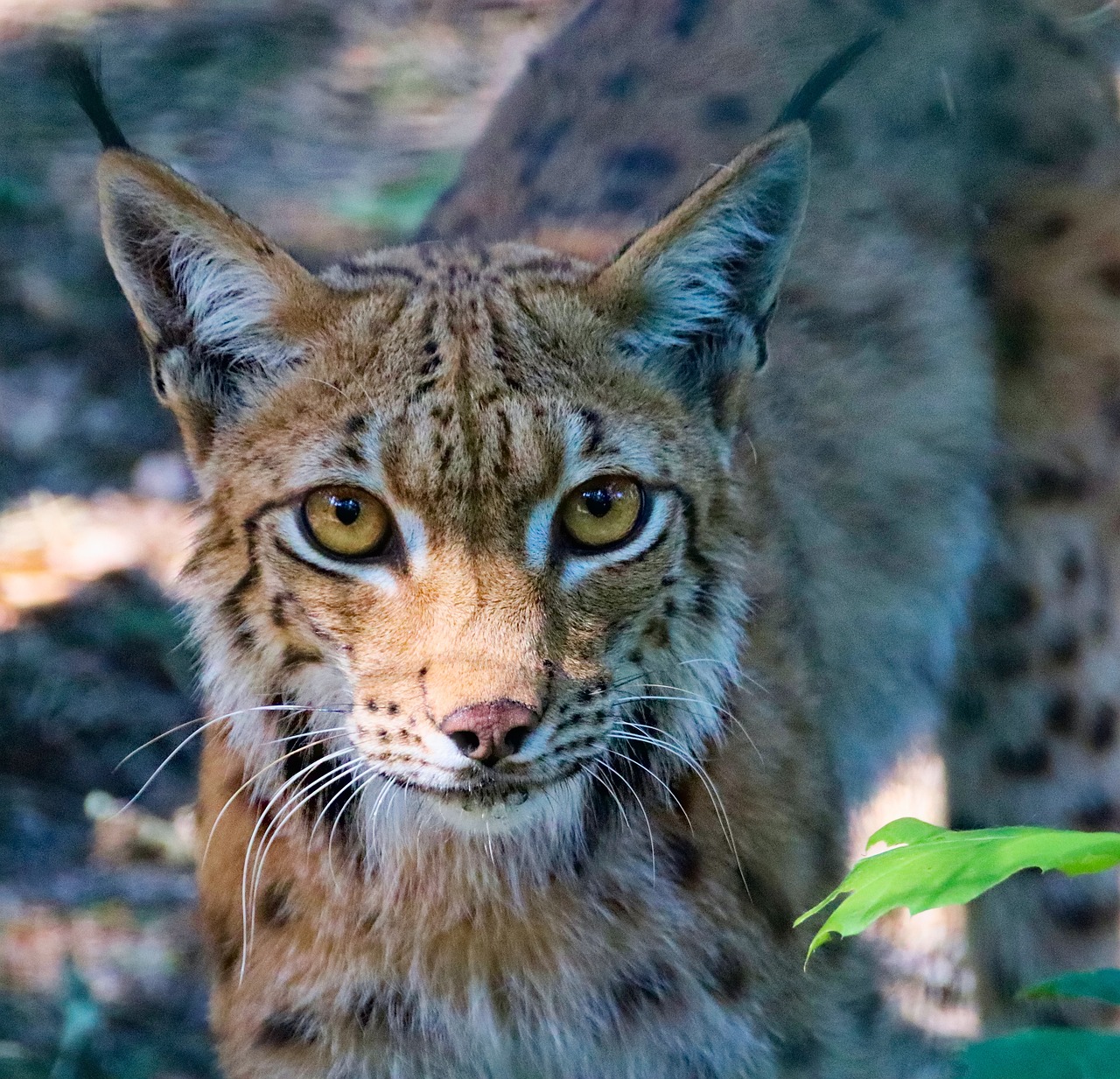 Feature, the eurasian lynx, beast — Mostbet Giriş Xüsusiyyətləri ilə Təcrübənizi Maksimallaşdırmaq