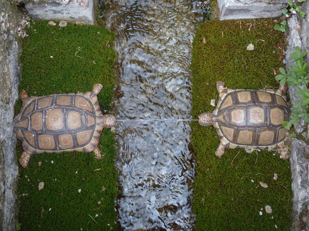 Water feature, turtles, hellbrunn — Populära spel på casino utan svensk licens som accepterar swish: En växande trend